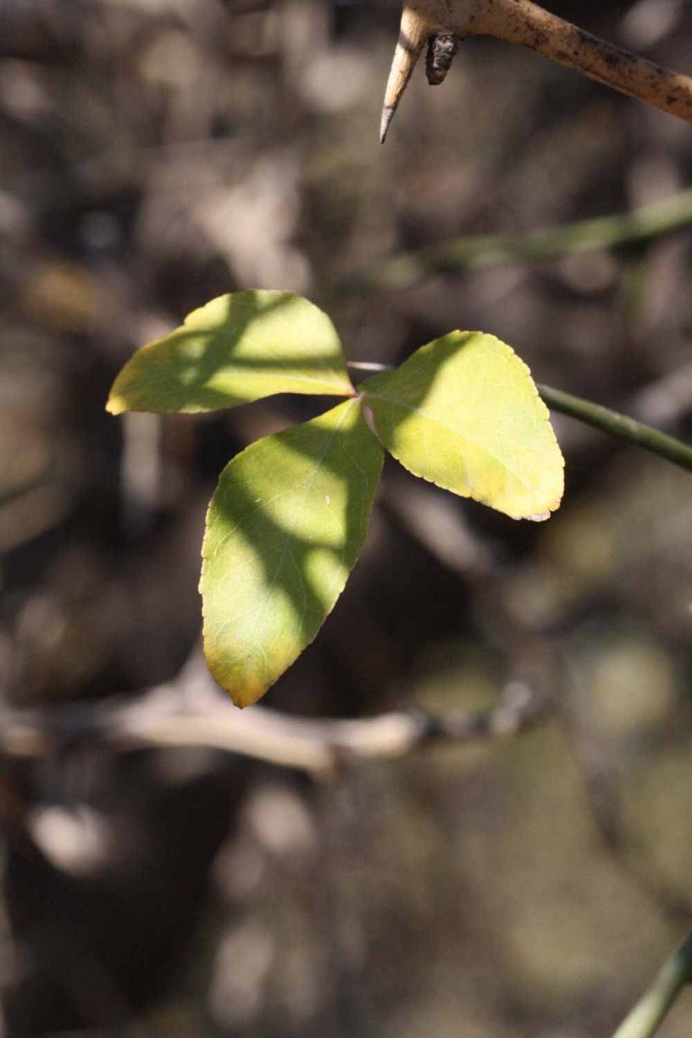              Shade leaves (Riverside, CA)       